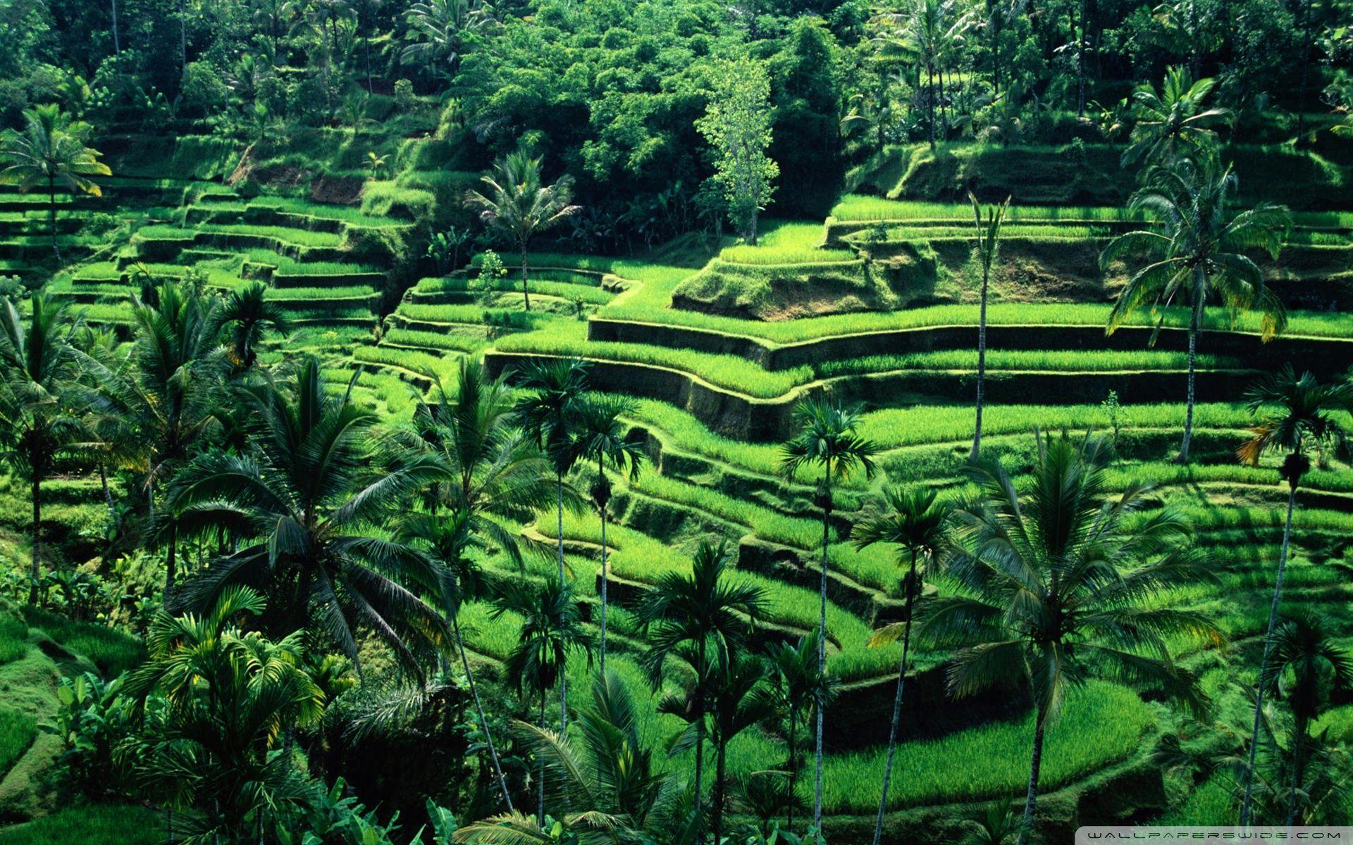 Wp1910099 Bali Wallpapers